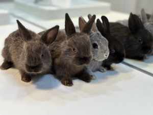 Netherland dwarf, bunnies
