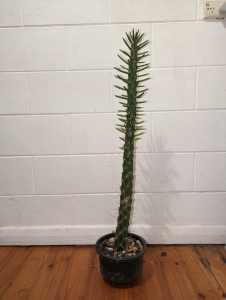 Eves Pin Cactus *about 70cm tall*