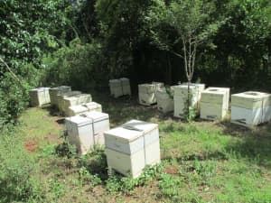 For sale. European Bee Hives for honey production or pollination.