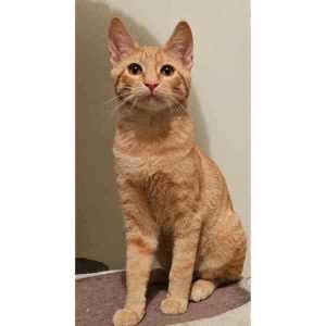 10596 : Doxy - CAT for ADOPTION - Vet Work Included