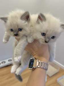 Purebed Blue Point Ragdoll kittens for sale 9 week old (1 male left)