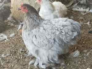 Various breeds chickens chooks hens fowl 
