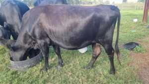 Jersey Angus Cow