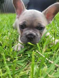 **READY for their Forever Home** Male French Bulldog Puppy