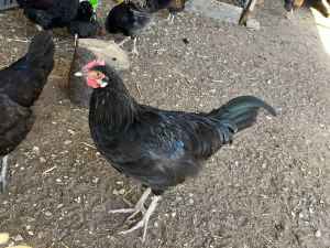 Cockerels / roosters / chickens for sale