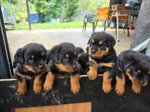 Rottweiler pups for sale