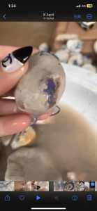 Stunning rough nobbie Opal