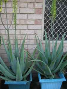 Potted edible aloe-vera plants, discounts for multi-purchases