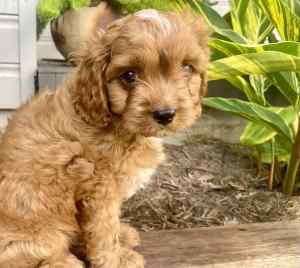Cavoodle puppy male ready for the holidays!