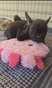 purebred french bulldog puppies (kmaculents Frenchies on Facebook)