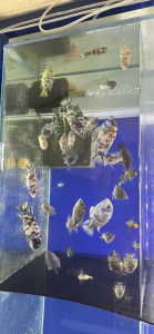AFRICAN CICHLIDS ON SPECIAL