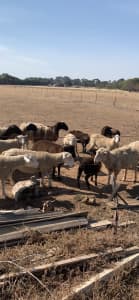 Sheep lambs 
