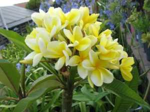 Potted Bowen-yellow frangipani plants (limited stock)