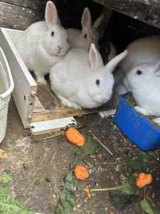 Dwarf Rabbits 6-8 months ( 2 litters) $25