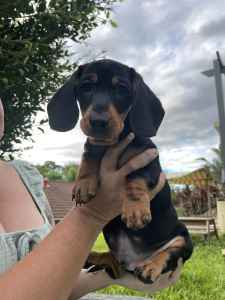 Updated! Purebred Dachshund/Dashund puppies from $1000