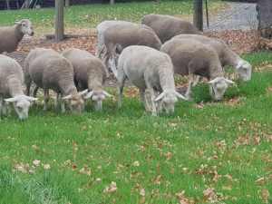 Dorper sheep. Ewes, wethers and breeding rams