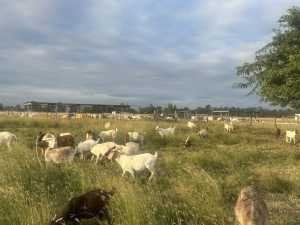 Boer wether goat for sale