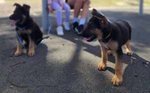 German shepherd puppies 🐶 for sale 