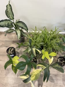 Range of indoor plants
