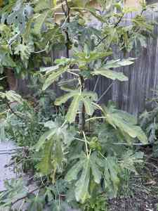 Small Fig tree - free