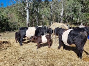Belted Galloway calves 