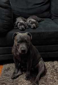 Staffy Female Puppies {One Left!} Ready To Go