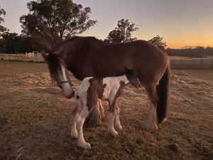 Purebred Clydesdale Mare