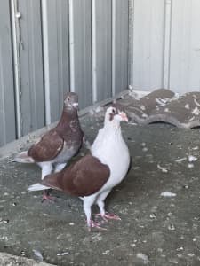 Sherazii pigeons
