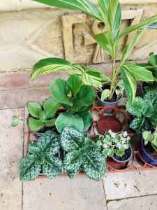 Indoor plants 🌱 @ $10 each