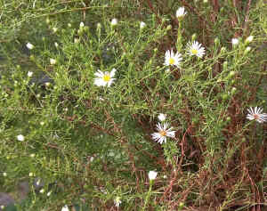 WHITE EASTER DAISY plant That are still in flower Aster viminalis alba