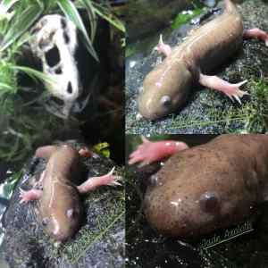 Morphing axolotl salamander