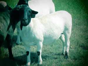 Dorper Cross fat Ewe in Lamb