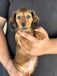Two purebred longhaired dachshund puppies