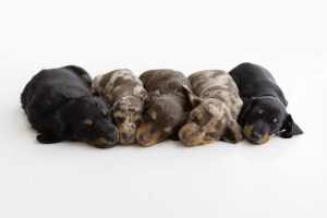 Miniature Dachshund Puppies - 3 x Boys 