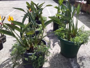 Assessment of plants potted