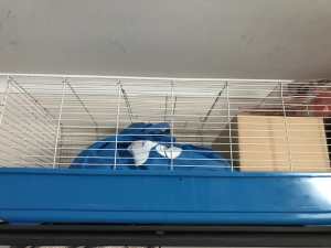 Rabbit, Guinea Pig or Small Animal Hutch Enclosure Cage