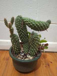 Boxing Glove Cactus (Cylindropuntia fulgida var. mamillata)