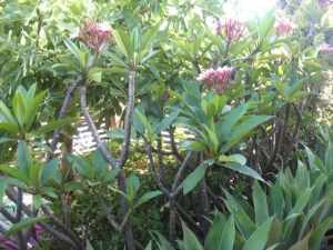 Large frangipani plants, discounts for multi-purchases