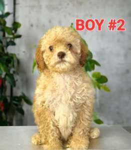 TEDDY BEAR TOY CAVOODLE PUPPIES