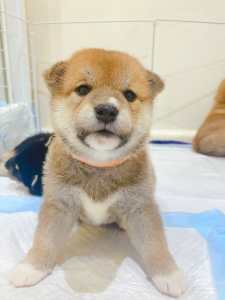 Pure Bred Shiba Inu ready for new home