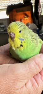 5 baby budgies for hand taming