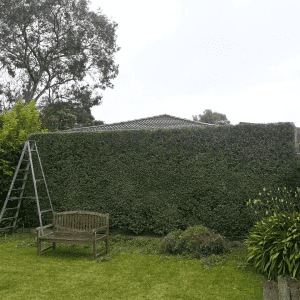 garden maintenance and landscaping(FERNTREE GULLY)