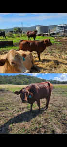 cow, heifer and calf