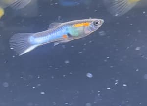 Assorted Japan Blue Endler Guppies- LAST DAY WEDNESDAY 3rd April