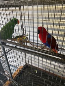 Electus parrots