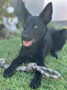 Pure Kelpie for Rehoming