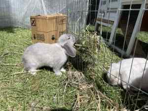Grey minilop rabbit
