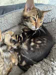 Pedigree Bengal Kitten from Breeder