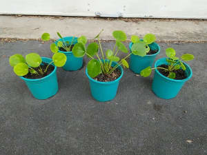 Pilea Chinese money pancake plant gift indoor or outdoor