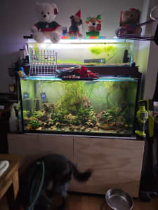 Fish tank and stand with Fish, priced to move quickly 